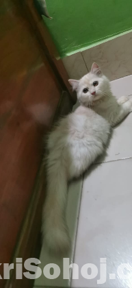 Persian purebred white cat